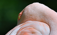 Flamingo (Phoenicopterus spp.)